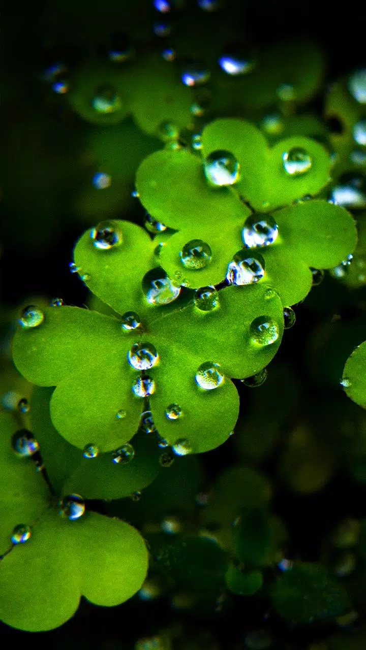 K Zoom HD Wallpapers APK for Android Download K Zoom HD Wallpapers APK for Android Download