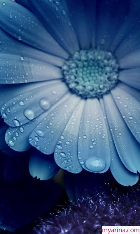 J1 Nxt Wallpapers For Android Apk Download