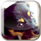 Cute Dog Pet Wallpaper!! icono