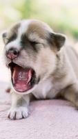 Cute Dog Pet Wallpaper!! ảnh chụp màn hình 3