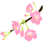 Sakura Concentration icône