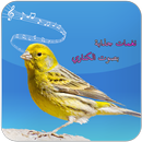 Sonnerie chant canari APK