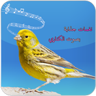 bird canary ringtone ikon