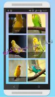 bird canary ringtone poster