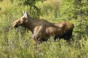 Cow Moose Wallpapers HD FREE-poster