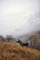 Cow Moose Wallpapers HD FREE 截圖 1