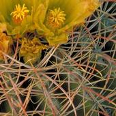 Cactus Flowers Wallpapers FREE icon