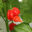 Carolina Reaper Wallpapers APK