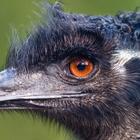 Cute Emu Wallpapers HD FREE 图标