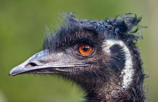 Cute Emu Wallpapers HD FREE Poster