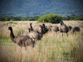 Cute Emu Wallpapers HD FREE ảnh chụp màn hình 2