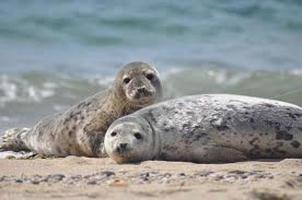 Cute Seal Wallpapers HD FREE plakat