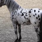 Appaloosa Horse Wallpapers Zeichen