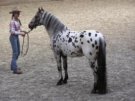 Appaloosa Horse Wallpapers Affiche