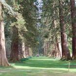 Avenue of Giants Wallpapers