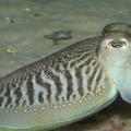 Baby Cuttlefish Wallpapers
