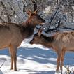 ”Baby Elk calf Wallpapers FREE