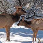 Baby Elk calf Wallpapers FREE icône