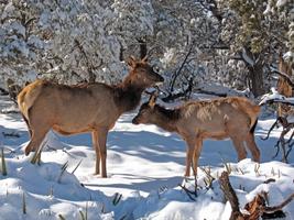 Baby Elk calf Wallpapers FREE Cartaz