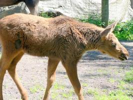 Baby Elk calf Wallpapers FREE imagem de tela 1