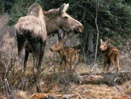 Baby Elk calf Wallpapers FREE capture d'écran 2