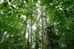 Birch Trees Wallpapers HD FREE स्क्रीनशॉट 2