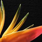 Birds of Paradise Wallpapers simgesi