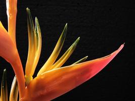 Birds of Paradise Wallpapers 海报