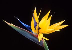 Birds of Paradise Wallpapers скриншот 1