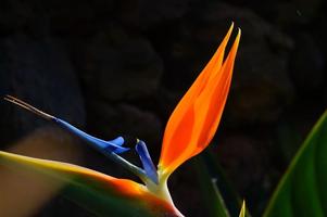 Birds of Paradise Wallpapers captura de pantalla 2