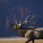 ikon Bull Moose Wallpapers HD FREE