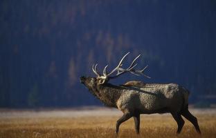 Bull Moose Wallpapers HD FREE โปสเตอร์