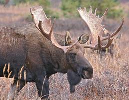 Bull Moose Wallpapers HD FREE capture d'écran 1