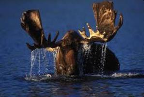 Bull Moose Wallpapers HD FREE تصوير الشاشة 2