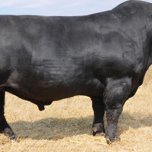 Bull Cow Wallpapers HD FREE