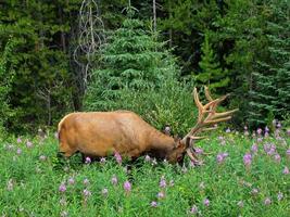 Bull Elk Wallpapers HD FREE poster