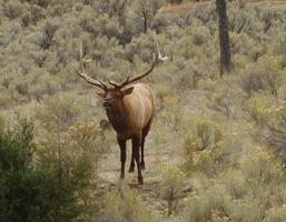 Bull Elk Wallpapers HD FREE captura de pantalla 1