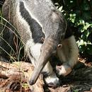 Giant Anteater Wallpapers FREE aplikacja