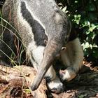 Giant Anteater Wallpapers FREE icône