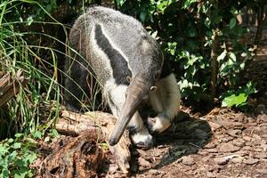 Giant Anteater Wallpapers FREE Affiche