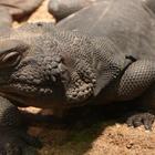 Gila Monster Wallpapers FREE simgesi