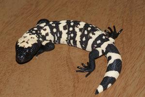 Gila Monster Wallpapers FREE اسکرین شاٹ 1