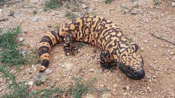 Gila Monster Wallpapers FREE captura de pantalla 2