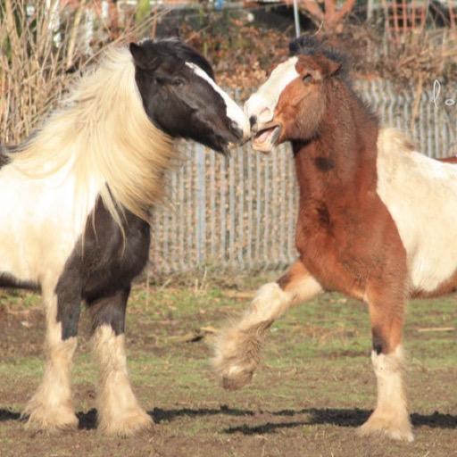 Gypsy Horse Wallpapers HD FREE