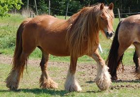 Gypsy Horse Wallpapers HD FREE capture d'écran 2