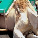 Dromedary Camel Wallpapers aplikacja