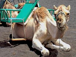Dromedary Camel Wallpapers الملصق
