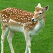 Fallow Deer Wallpapers HD FREE