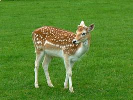 Fallow Deer Wallpapers HD FREE poster