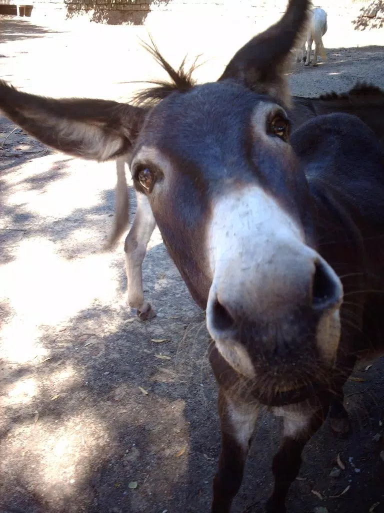 Funny Donkey Wallpapers FREE APK for Android Download Funny Donkey Wallpapers FREE APK for Android Download